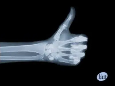 La présence d'un pouce opposable est-elle une caractéristique propre aux hommes ?