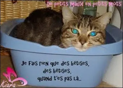 Je __ qu'elle dit des bêtises.