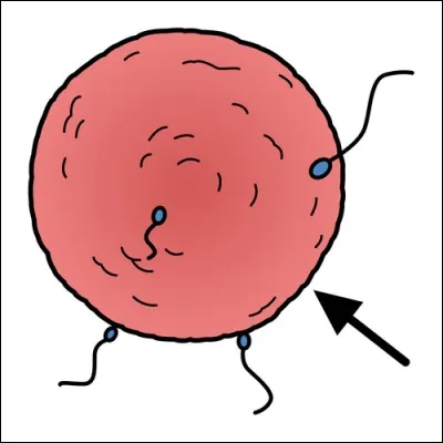 Comment s'appellent les cellules du sexe de la femme qui permettent de faire des bébés ?