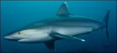 Comment traduit-on "requin" en anglais ?