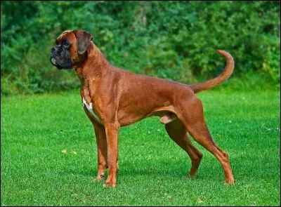 Du nom de la race de ce chien, il suffit de retirer une lettre pour lire le nom d'un vêtement féminin. Laquelle ?