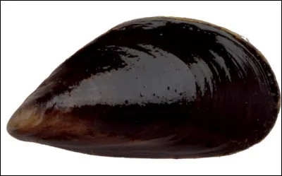 Au nom de ce mollusque bivalve, ajoutez une lettre pour trouver un synonyme de "tome" en librairie. Laquelle ?