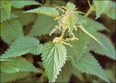 Du nom de cette urticacée quelle lettre ôterez-vous pour obtenir le nom populaire d'une automobile ?