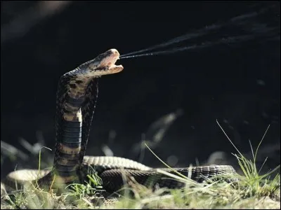 Quelle lettre faut-il ajouter au nom du liquide toxique craché par l'animal en photo, afin d'avoir celles nécessaires pour écrire le nom de la capitale de l'Autriche ?