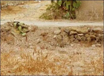 Quel animal voyez-vous sur cette photo ?