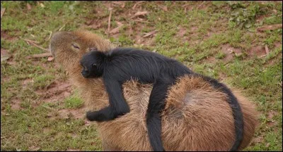 Cet animal est le plus gros rongeur du monde !