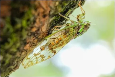 D'après Jean de La Fontaine, quel insecte pouvez-vous associer à celui de la photo ?