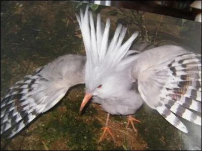 Quel oiseau voyez-vous sur cette photo ?