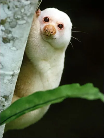 Le nom de cet animal a des senteurs orientales !