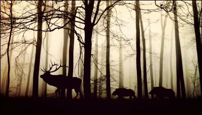 Identifiez les animaux !