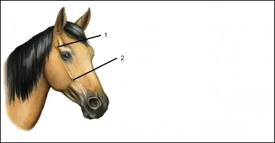 Cochez les parties de la tête.