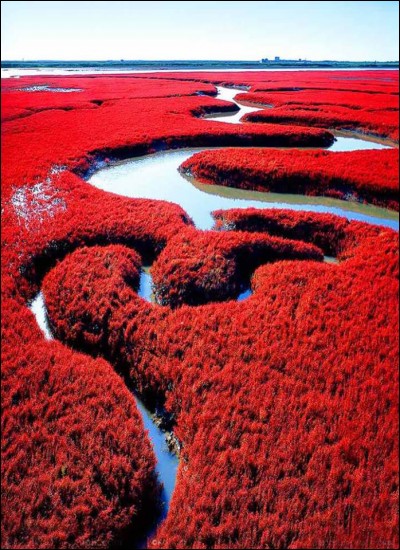 Dans quel pays peut-on découvrir la plage rouge de Panjin ?