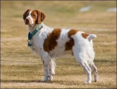 Quelle est sa race ?