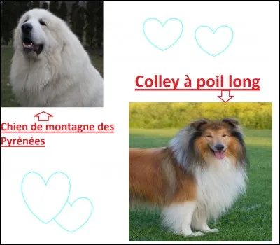 Quel est le point commun entre le chien de montagne des Pyr&eacute;n&eacute;es et un Colley &agrave; poils longs ?(Plusieurs r&eacute;ponse possible )