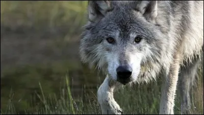 Quel est le nom latin du loup gris ?