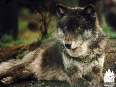 Comment s'appelle le chef d'un groupe de loups ?