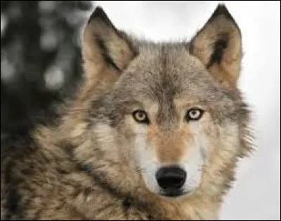 Quel est le nom du loup inférieur aux autres ?