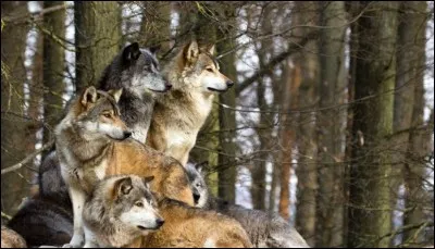 Quel est le nom des loups qui protègent le couple dominant ?