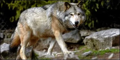 Peut-il y avoir des loups solitaires ?