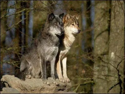 Quel est le sens le plus développé chez le loup ?