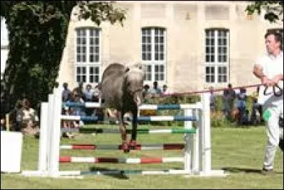 Que peut-on faire avec ce cheval ?