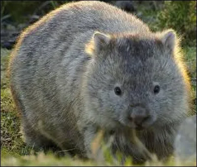 Comment sont les crottes du wombat ?