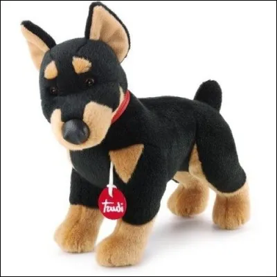 Que diriez-vous de cet animal ?