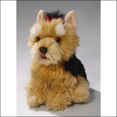 Personnellement je craque pour ce chien !