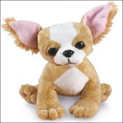 Mignon à croquer, quelle est sa race ?