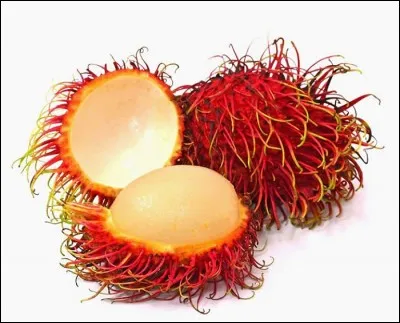 Le litchi chevelu est aussi appelé...