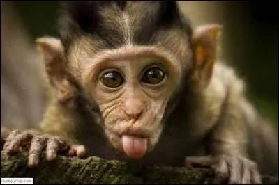 &Agrave; Indiana, les singes n'ont pas le droit de...