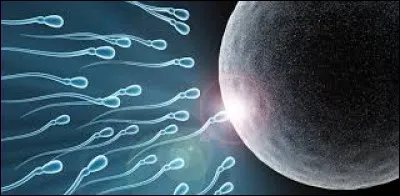 La fécondation se déroule-t-elle après la méiose ?