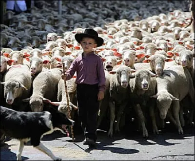 Comment appelle-t-on la migration estivale des troupeaux ?