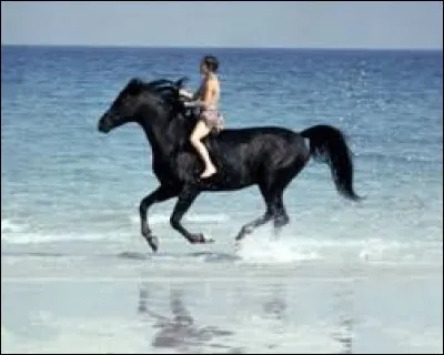 Comment s'appelle ce cheval ?