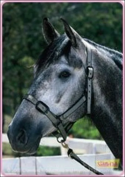 À qui appartient ce cheval ?