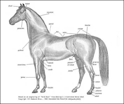 Où se trouve l'avant-main sur le cheval ?