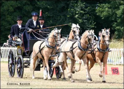Comment s'appelle cette discipline ?