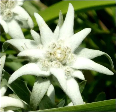 Quelle est cette fleur appelée aussi « Pied de lion » ?