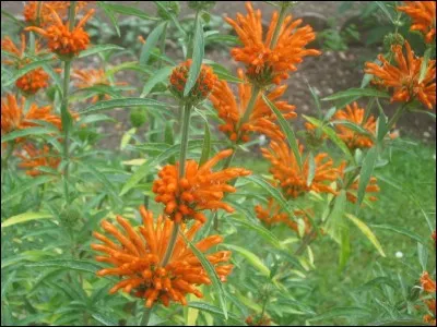 Quel est le nom de cet arbuste aux fleurs tubulaires rouge-orangé ?