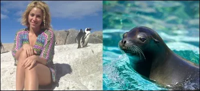 Comment s'appelle cette chanteuse attaquée par un lion de mer ?