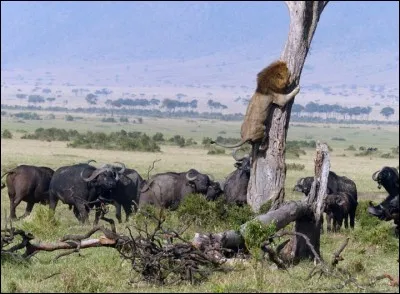 Un lion perd son autorité et se retrouve dans une décision délicate au Kenya. Le roi des animaux se retrouve perché dans un arbre pour fuir la colère des buffles dans la réserve. Quelle morale d'une fable de La Fontaine est-elle mise en défaut par cette photo ?