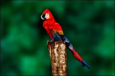 Le cachottier n'en montre gu&egrave;re le bout.