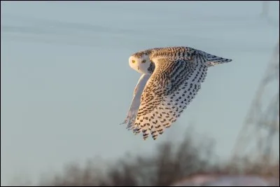 Foss&eacute; que l'on fait au bout d'une all&eacute;e pour en d&eacute;fendre l'entr&eacute;e sans borner la vue.