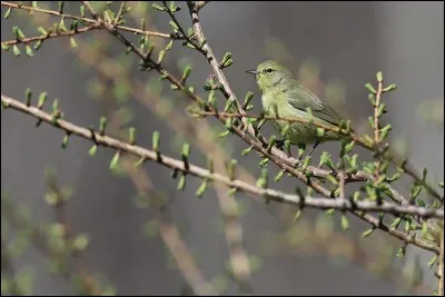 Bout avec des haricots.