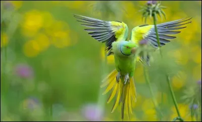 Pellicule qui vient au bout de la langue des oiseaux.