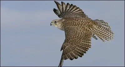 Petit bout de femme.