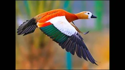 La truffe est au bout.