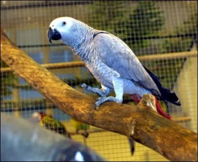 Bout de bois pour une cabane au Canada.