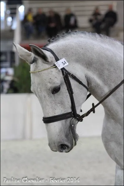 Quelle est la race de ce cheval ?
