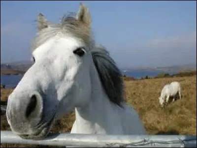 Quelle est la race de ce cheval ?